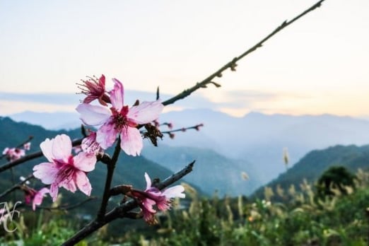 Homestay Retreat at Taiwan's Alishan